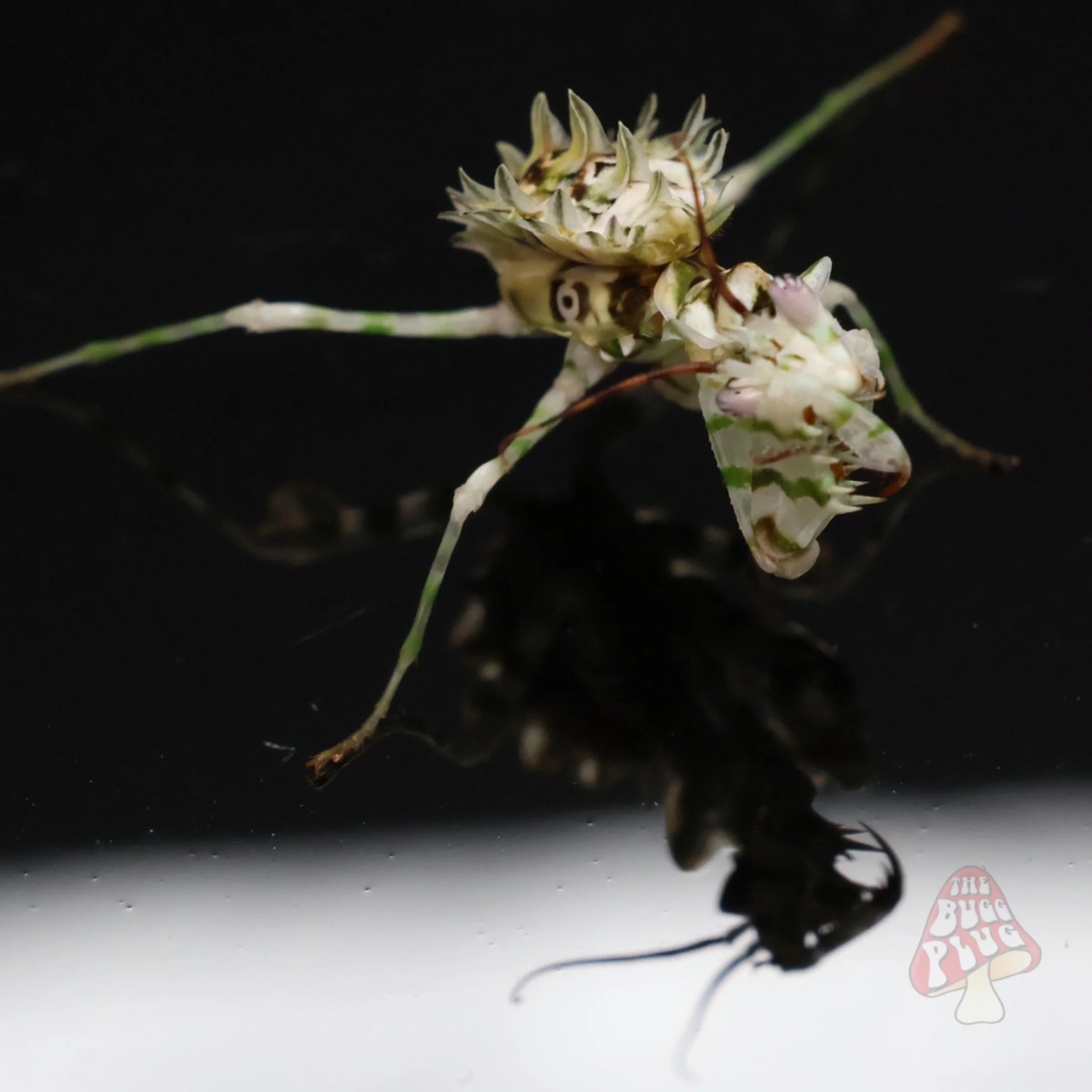 Spiny Flower Mantis – Juvenile (Pseudocreobotra wahlbergii)