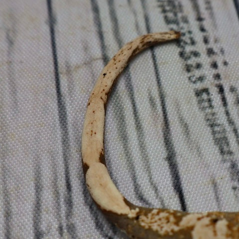 (#G118) Possible Fire Crested Gecko – Unsexed