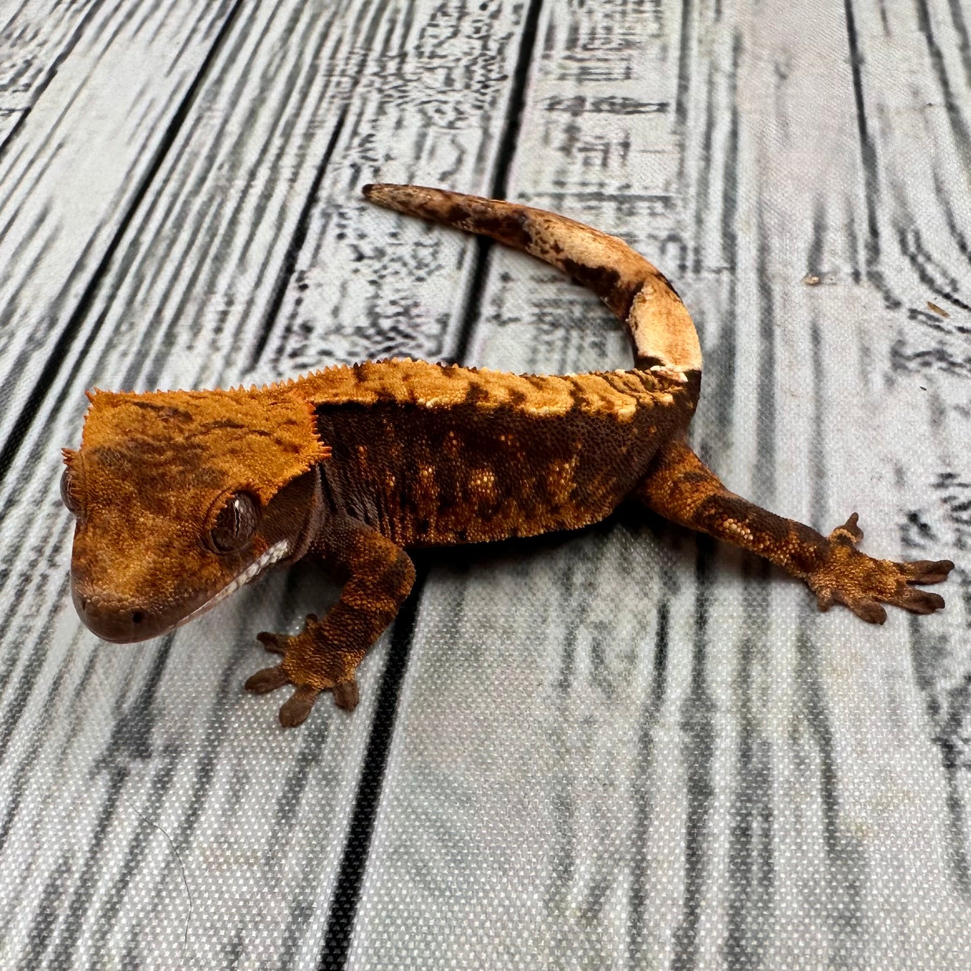 (#R12) Harlequin Unsexed Crested Gecko