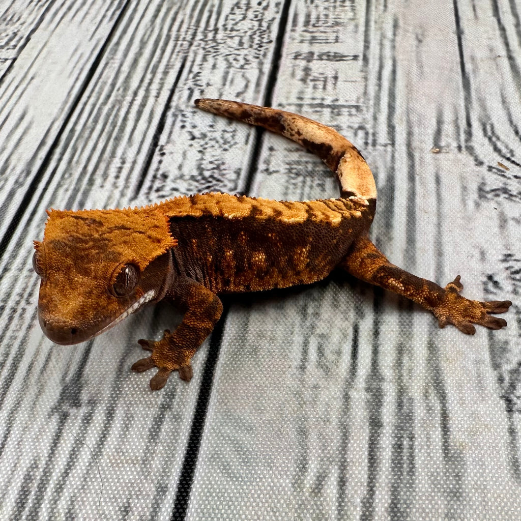 (#R12) Harlequin Unsexed Crested Gecko