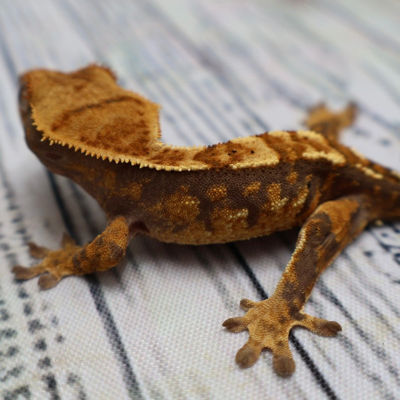(#R6) Harlequin Unsexed Crested Gecko