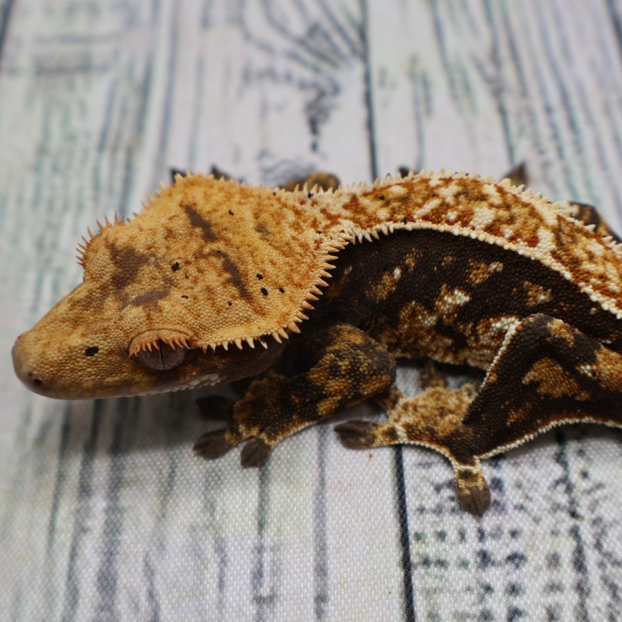 Possible RCK Cappuccino Pinstripe Crested Gecko – Unsexed (#476)