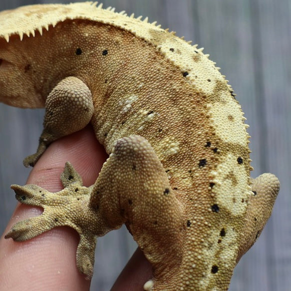 (#10) Yellow Harlequin Dalmatian Crested Gecko – Male Adult Proven Breeder