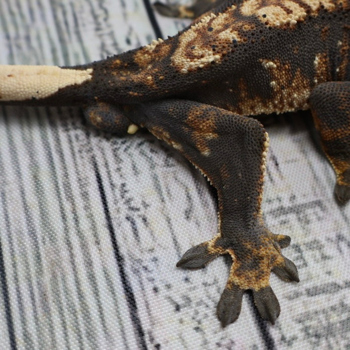 (#G131) Possible Fire Crested Gecko – Male Sub-Adult