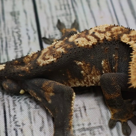 (#G131) Possible Fire Crested Gecko – Male Sub-Adult