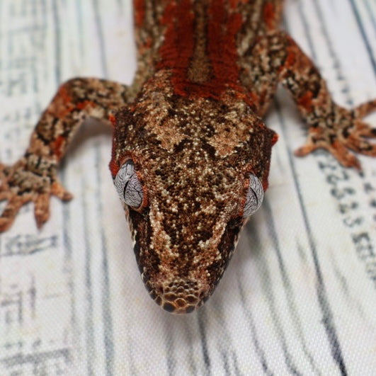Phantom Eye High Red Stripe Gargoyle Gecko – Male {DEADPOOL LINE}