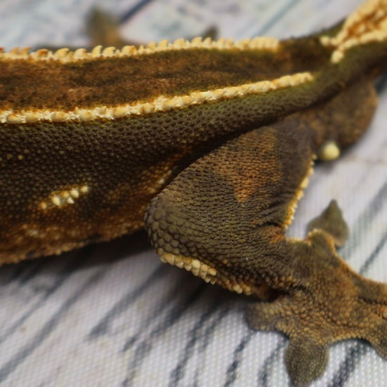 (#319) Red & Black Softscale Emptyback Pinstripe Crested Gecko – Male Adult Proven Breeder