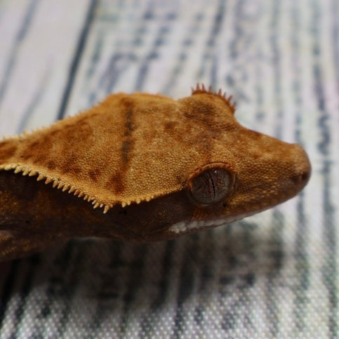 (#R6) Harlequin Unsexed Crested Gecko