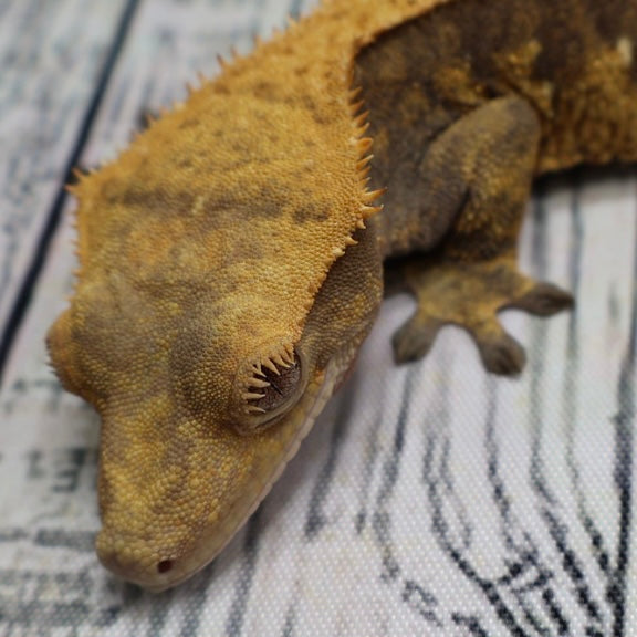 (#E20) Harlequin Softscale Crested Gecko – Female Sub-Adult