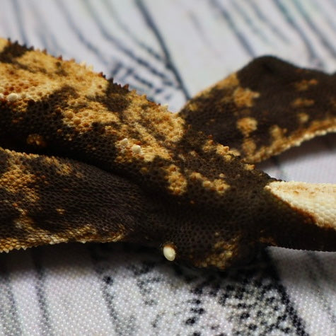(#G129) Possible Fire Crested Gecko – Male Sub-Adult