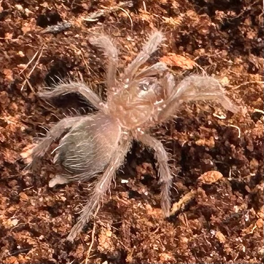 Tliltocatl albopilosus ~ (Curly Hair Tarantula) ½" – Unsexed Sling