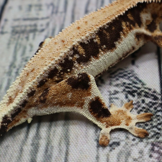 Lilly White Crested Gecko (#308)