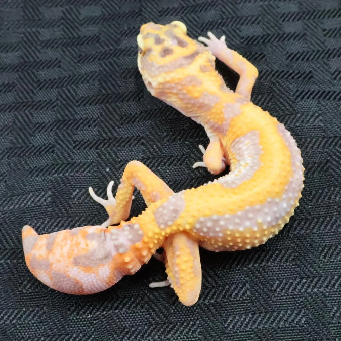(#1) Bold Tangerine Tremper Albino Leopard Gecko – Unsexed