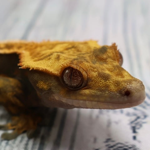 (#214) Quad Pinstripe Softscale Emptyback Crested Gecko – Male Sub-Adult