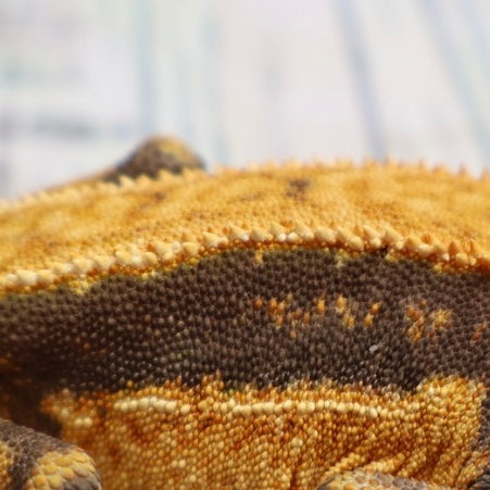 (#G126) Fire Quad Pinstripe Crested Gecko – Male Sub-Adult