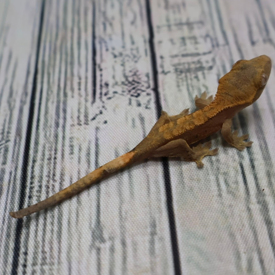 (#G200) Fire Crested Gecko – Baby Unsexed