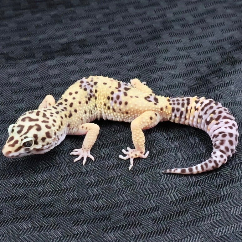 (#7) Lavender Leopard Gecko – Unsexed