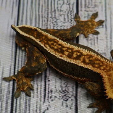 (#214) Quad Pinstripe Softscale Emptyback Crested Gecko – Male Sub-Adult