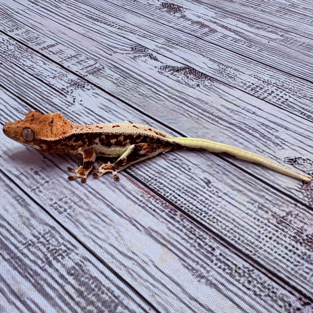 Lilly White Crested Gecko (#312)
