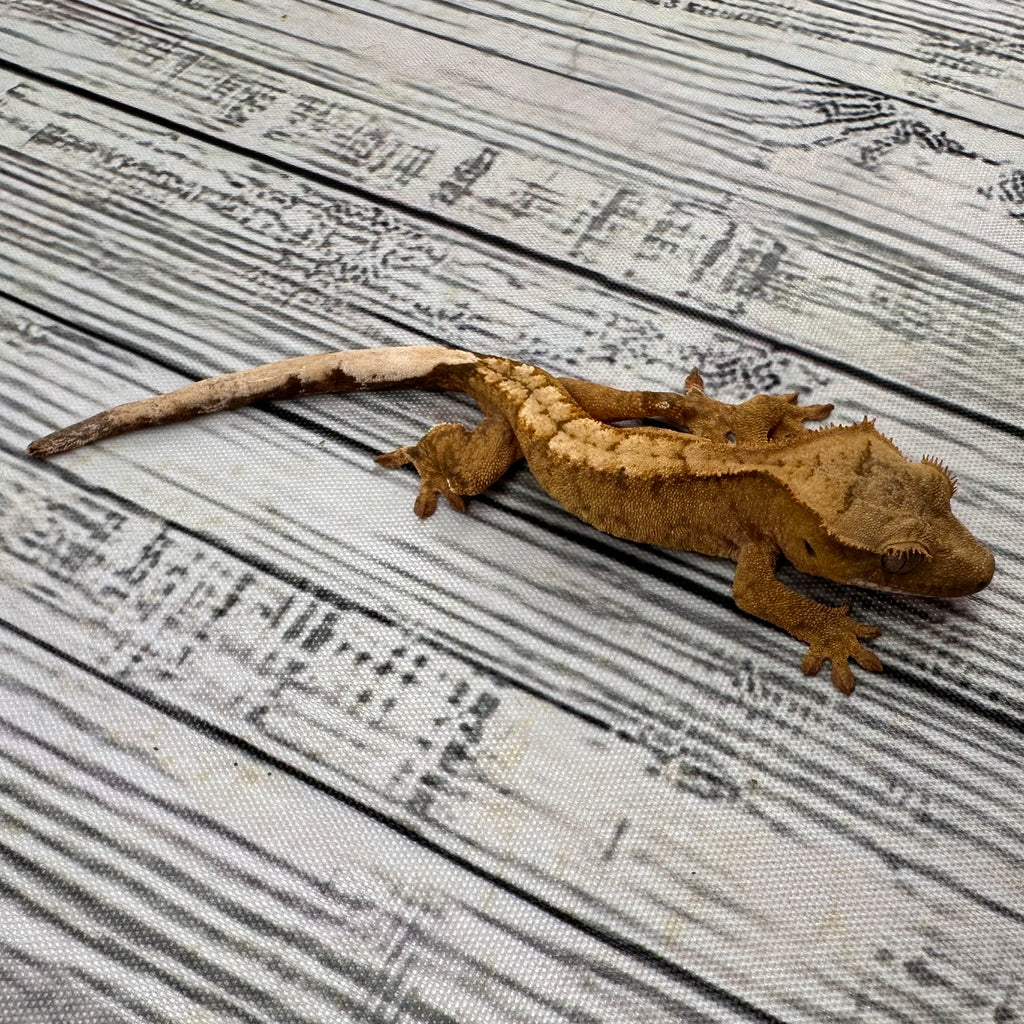 Flame Unsexed Crested Gecko (#R27)