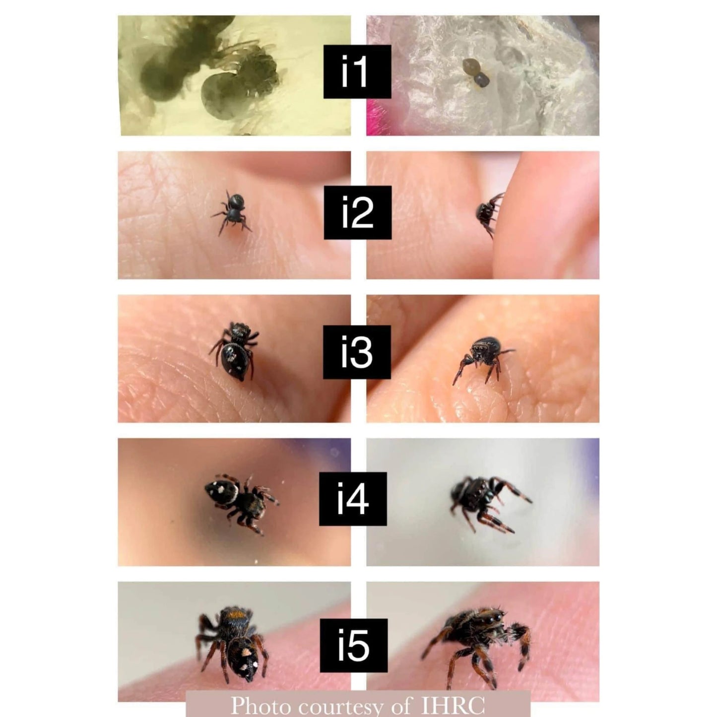 Regal Jumping Spider – Assorted Slings (Phidippus regius, I3 Unsexed)