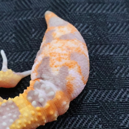(#1) Bold Tangerine Tremper Albino Leopard Gecko – Unsexed