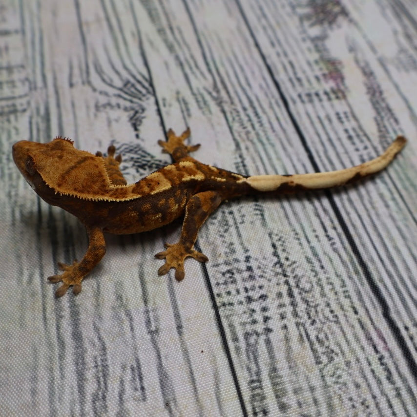 (#R6) Harlequin Unsexed Crested Gecko