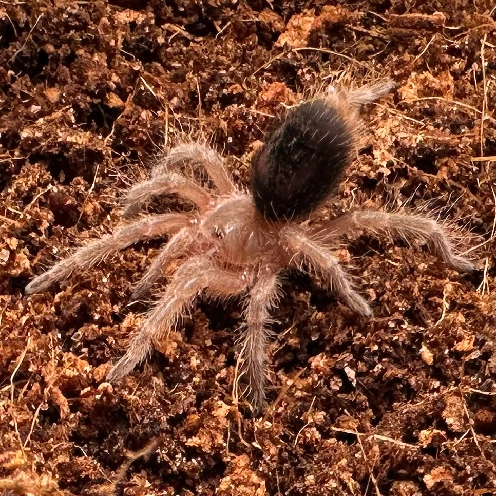 Grammostola pulchripes ~ (Chaco Goldstripe Tarantula) ½" – Unsexed Sling
