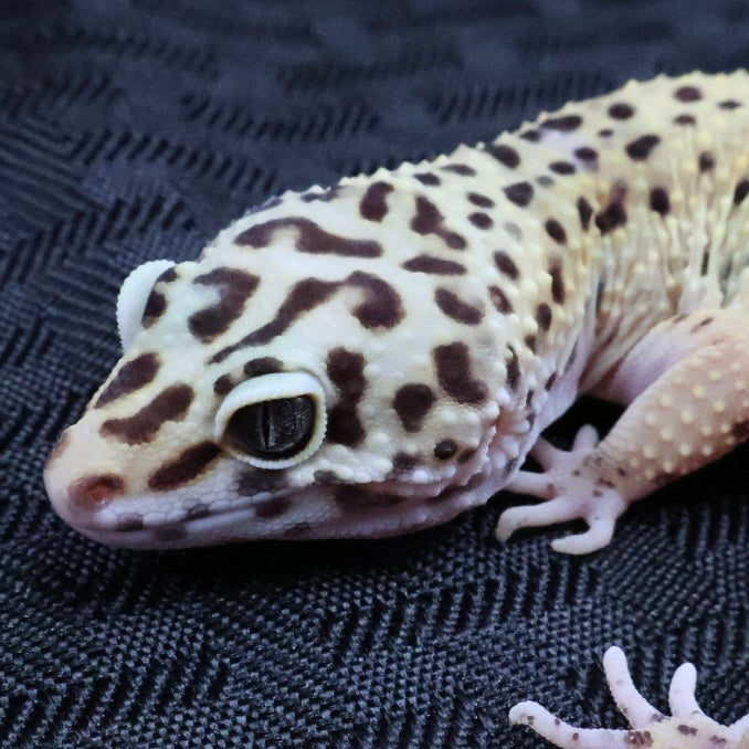(#7) Lavender Leopard Gecko – Unsexed