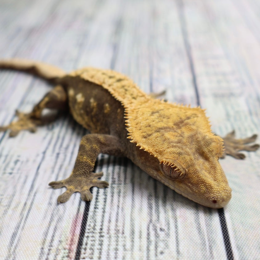(#E13) Harlequin Crested Gecko – Sub-Adult Female