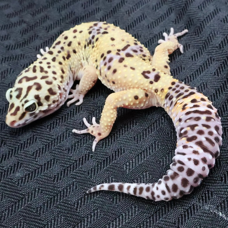 (#7) Lavender Leopard Gecko – Unsexed