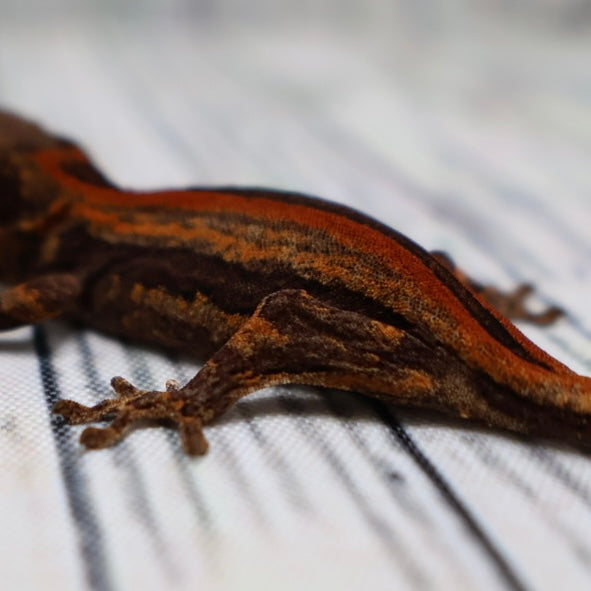 (#9) Possible Phantom Eye Red Stripe Gargoyle Gecko – Unsexed {DEADPOOL LINE}