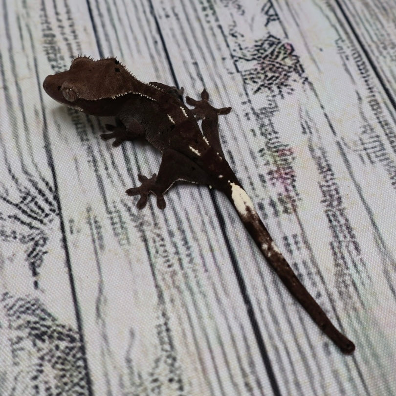 (#510) Axanthic Pinstripe Dalmatian Crested Gecko – Unsexed