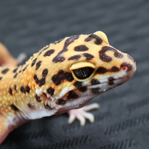 (#29) Tangerine Leopard Gecko – Female