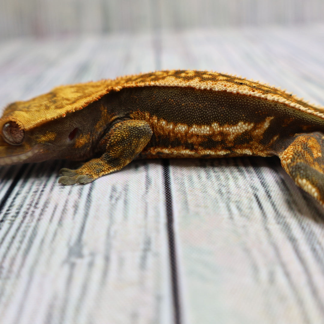 (#214) Quad Pinstripe Softscale Emptyback Crested Gecko – Male Sub-Adult