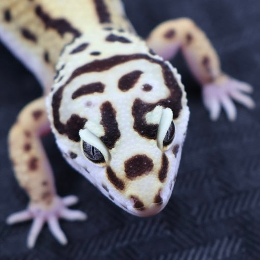 (#3) Bold Tangerine Leopard Gecko – Female