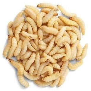 Live Wax Worms Feeder Insects – 250 Count