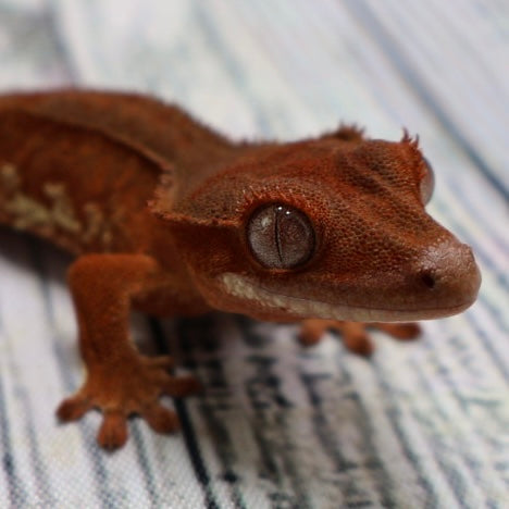 (#478) Phantom Lilly White Crested Gecko – Unsexed