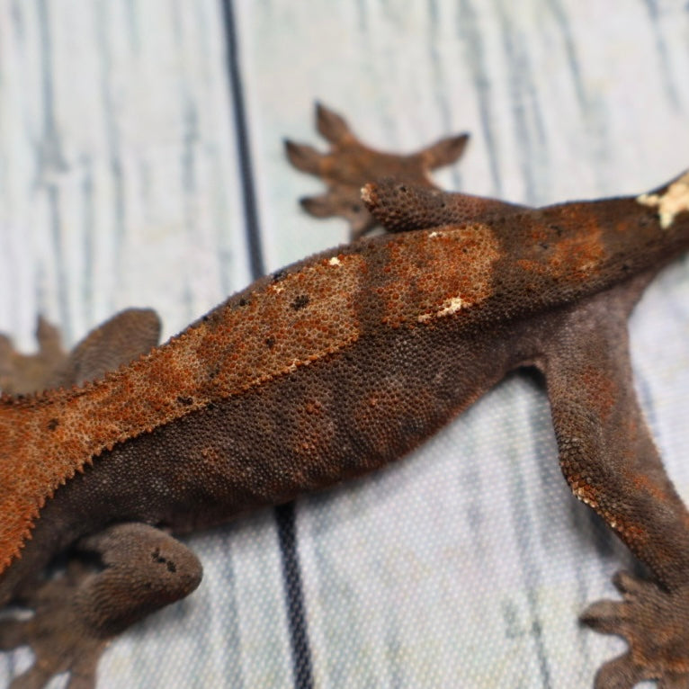 (#469) RCK Cappuccino Dalmatian Crested Gecko – Unsexed