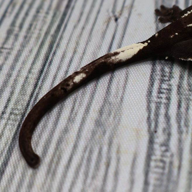 (#510) Axanthic Pinstripe Dalmatian Crested Gecko – Unsexed