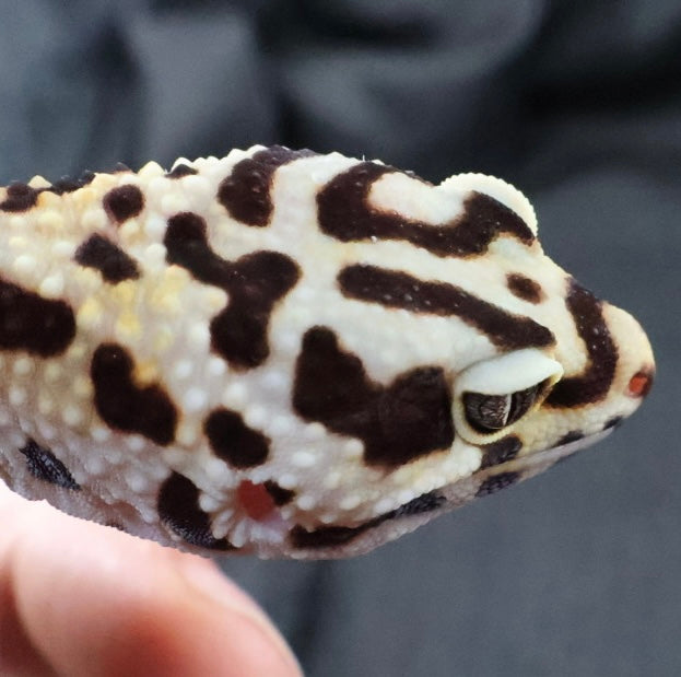 (#2) Bold Tangerine het Tremper Albino Leopard Gecko – Female