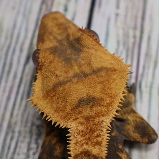 (#G125) Possible Fire Crested Gecko – Male Sub-Adult