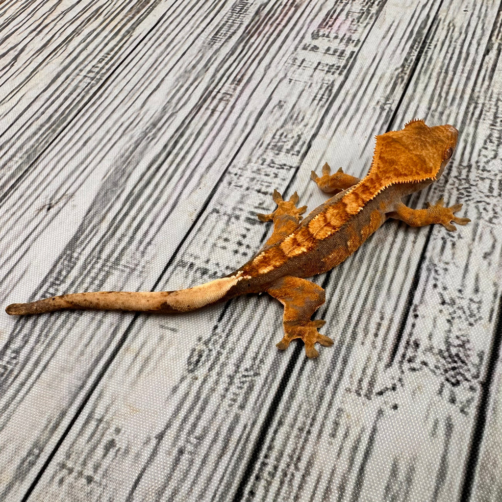 Harlequin Unsexed Crested Gecko (#R9)