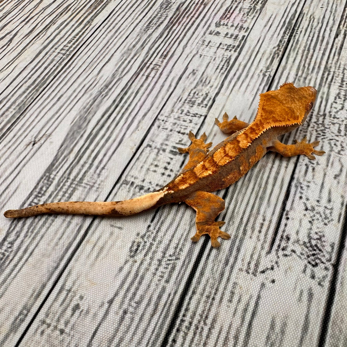 Harlequin Unsexed Crested Gecko (#R9)