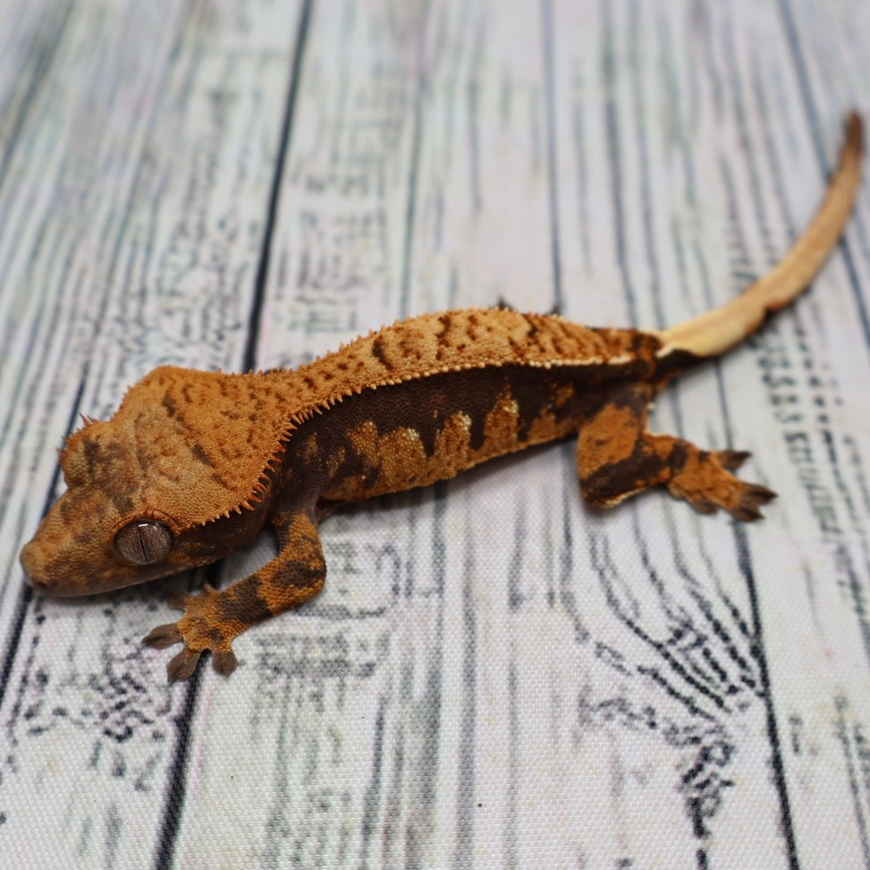 #303 Crested Gecko