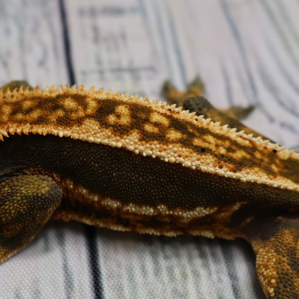 (#214) Quad Pinstripe Softscale Emptyback Crested Gecko – Male Sub-Adult