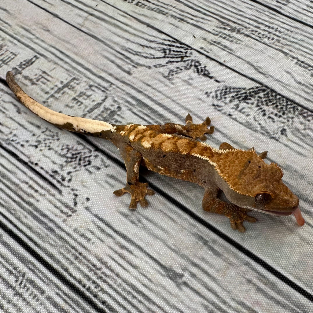 Flame Dalmatian Unsexed Crested Gecko (#R19)