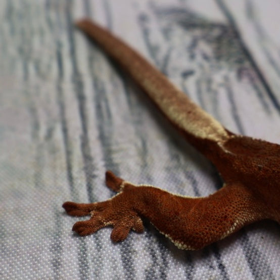 (#478) Phantom Lilly White Crested Gecko – Unsexed