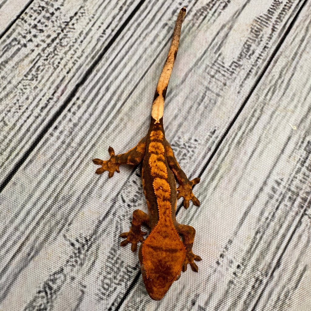 Harlequin Unsexed Crested Gecko (#R9)
