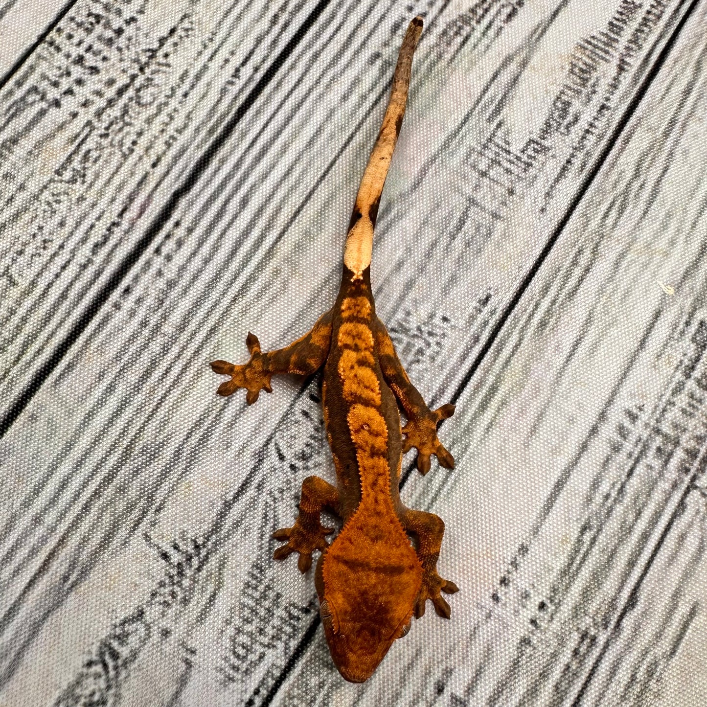 Harlequin Unsexed Crested Gecko (#R9)